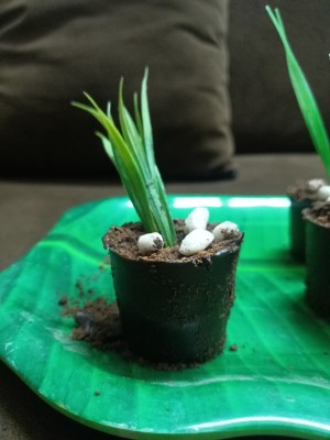 Chocolate Pot